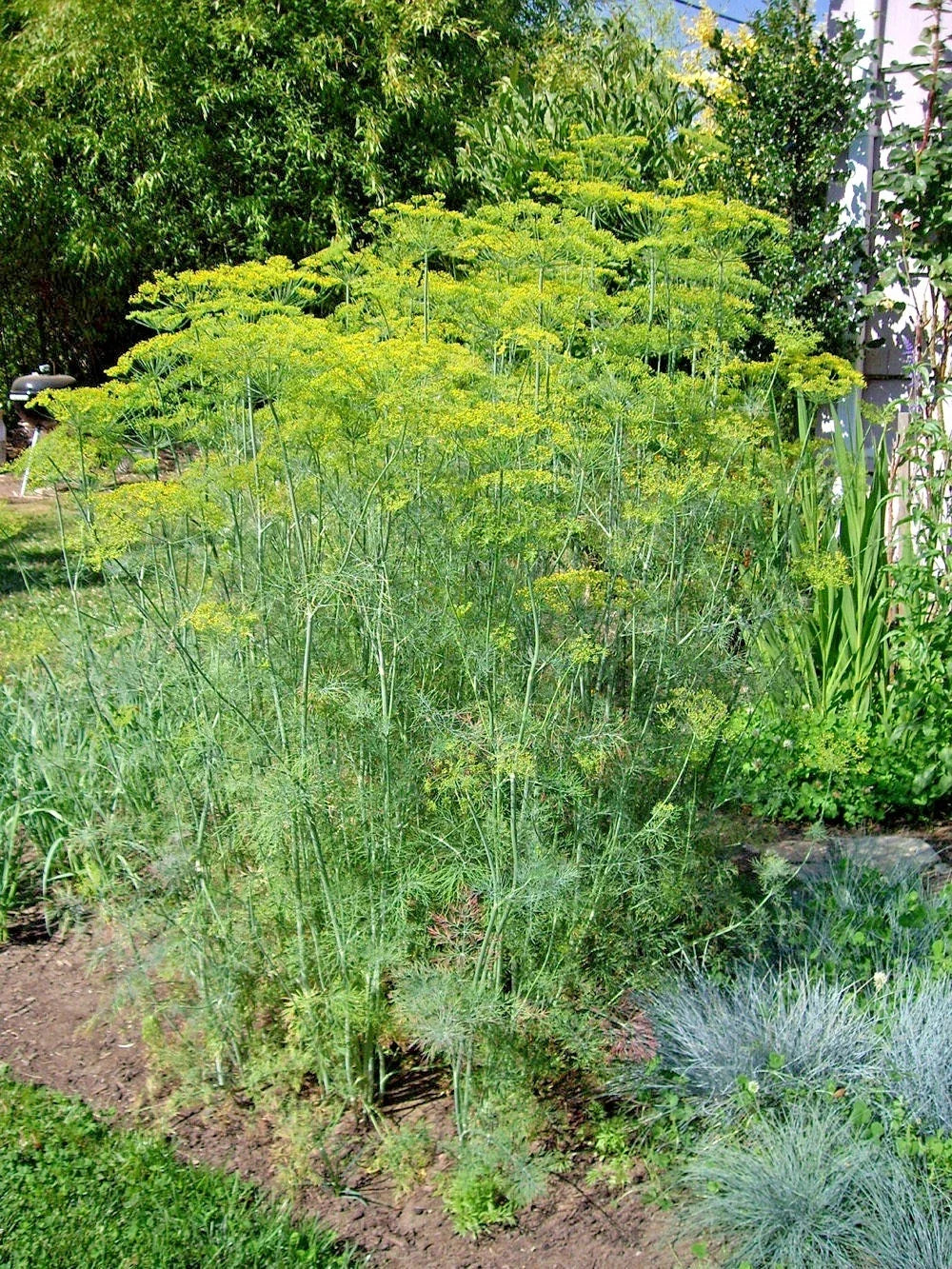 Mammoth Long Island Dill Seeds - Culinary & Medicinal Herb for Garden & Containers - Anethum graveolens