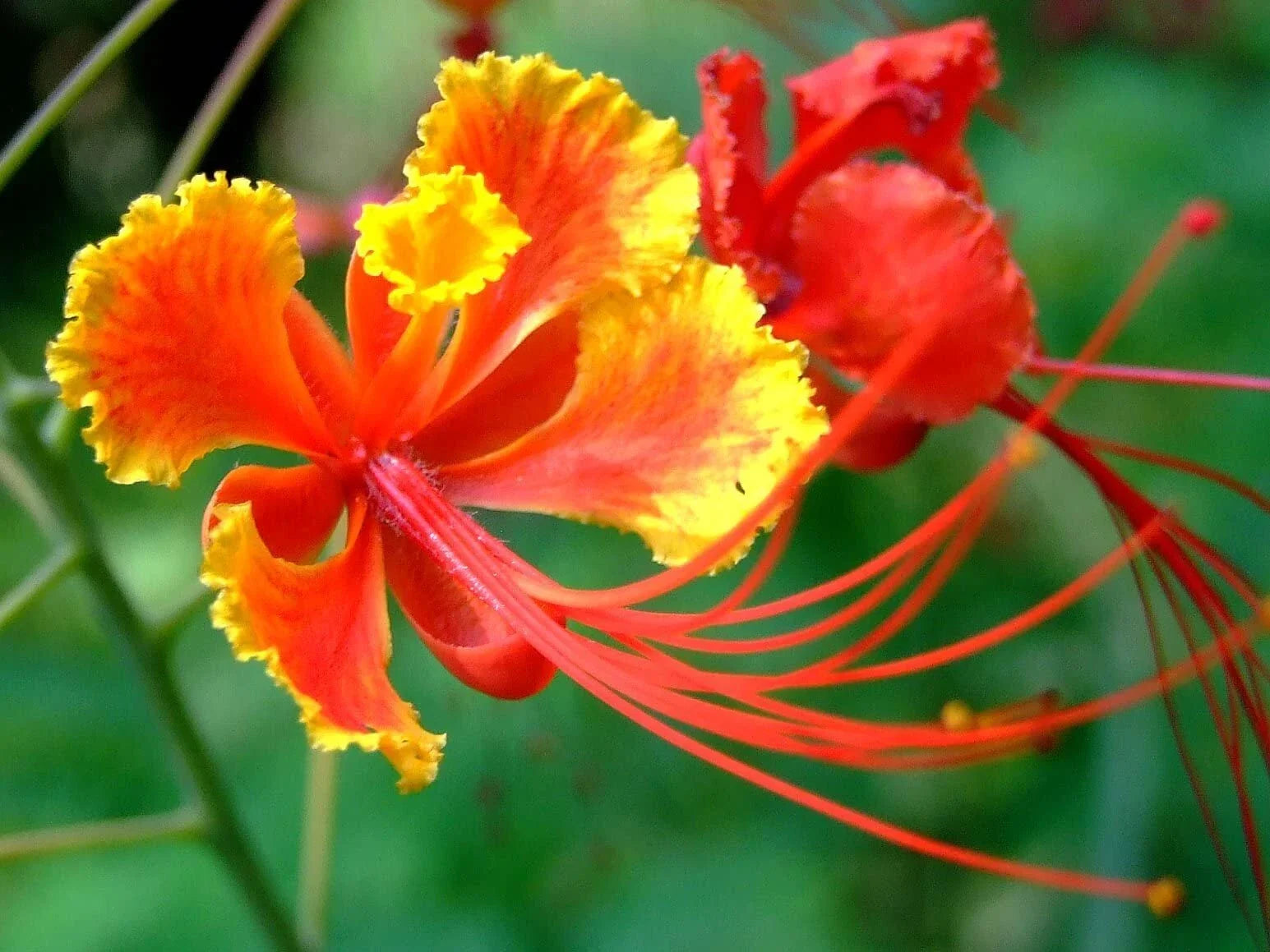 Red Bird of Paradise Flower Seeds - 10 Seeds, Caesalpinia pulcherrima, Tropical Garden Planting, Vibrant Red & Yellow Blooms