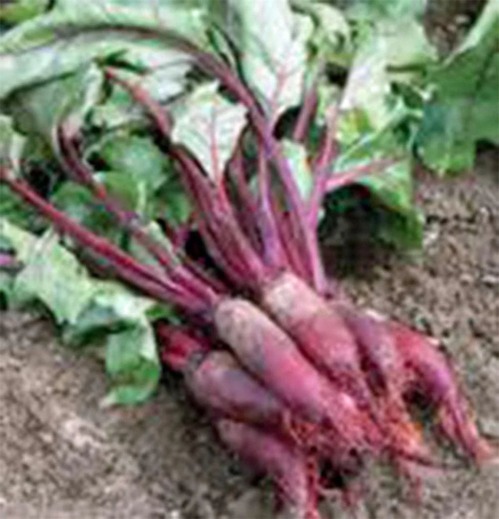 Beet Seeds 500 Count - Cylindra Non-GMO Heirloom Organic Beta vulgaris