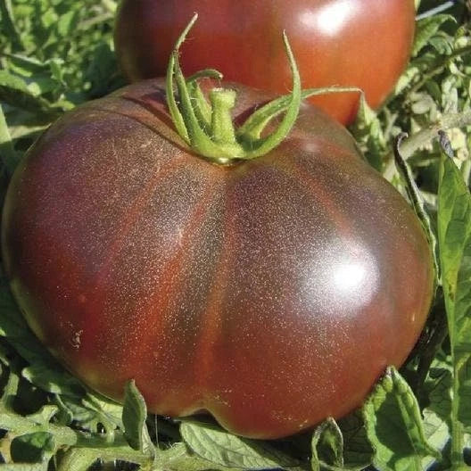 Black Krim Tomato Seeds - Heirloom, Non-GMO, Solanum lycopersicum, Packaged Seeds for Home Garden, Container, Salad, Sauce