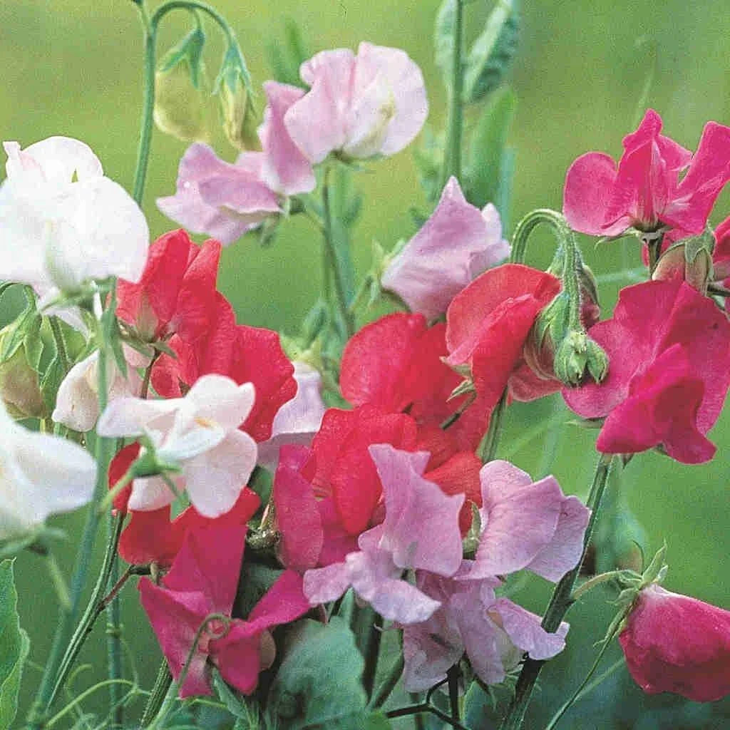 Royal Family Sweet Pea Seeds - Ruffled Blooms & Floral Scent - Lathyrus odoratus