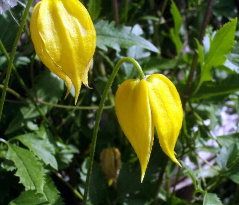 Golden Clematis Seeds for Planting - Clematis tangutica - Perennial Climbing Vine with Yellow Flowers - 20 Seeds