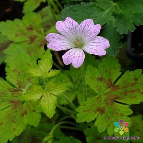 Dawn Time Geranium Seeds - 25+ Pack Pelargonium x hortorum for Garden Planting, Vibrant Blooms, Pollinator Attractant
