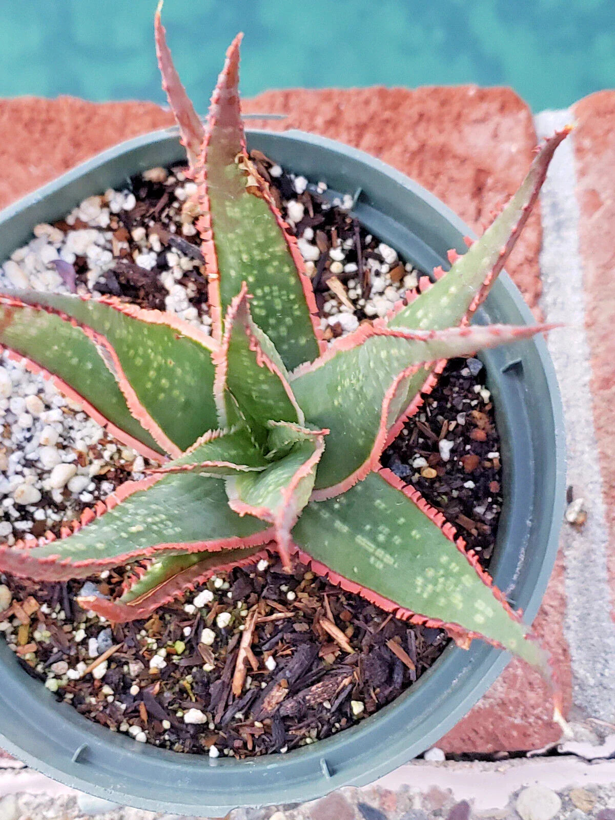 Aloe 'Krakatoa' Mature 5" Diameter Potted Plant - Succulent with Red Edge Teeth
