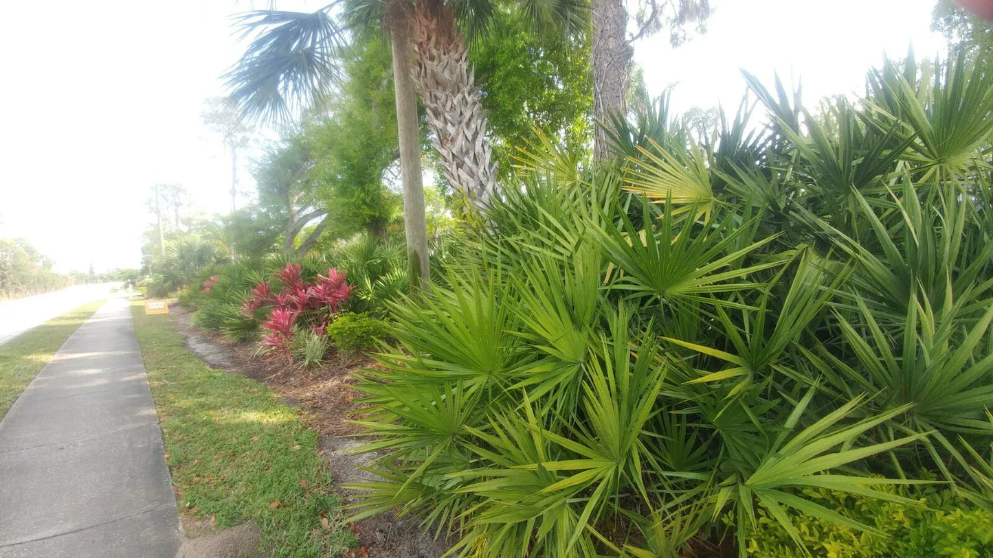 Florida Sabal Palmetto Palm Tree - 12"-20" Live 2-Year-Old Rooted Outdoor Tropical Plant