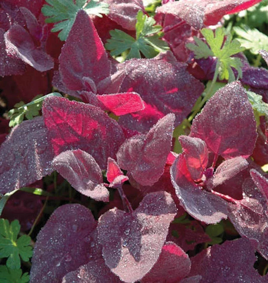 Red Fire Orach Seeds 100+ Non-GMO French Mountain Spinach Vegetable Atriplex hortensis