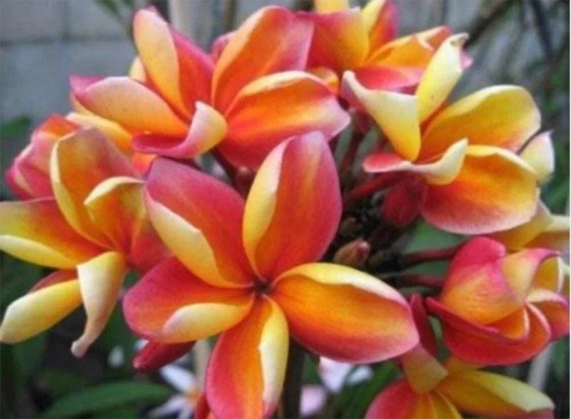 Rooted Plumeria Plant Cutting Makaha Sunn 10" with 2 Big Tips - Frangipani for Indoor & Outdoor