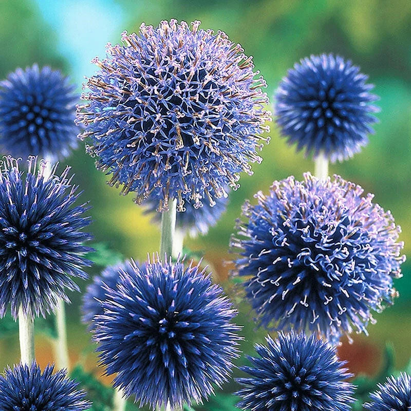 Blue Globe Thistle Seeds - 200+ Pack for Garden Planting - Echinops ritro, Perennial, Vibrant Blue Flowers, Easy to Grow