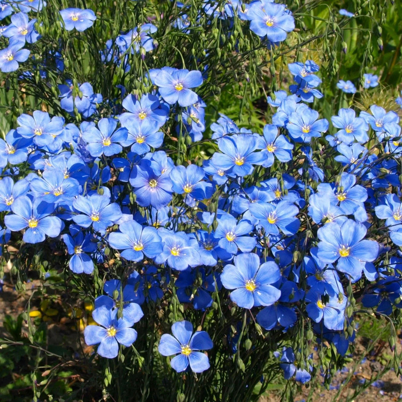 Blue Flax Seeds - Linum Perenne Lewis Lavender Sky Blue - Perennial Wildflower Seeds for Gardens and Pollinator Attracting