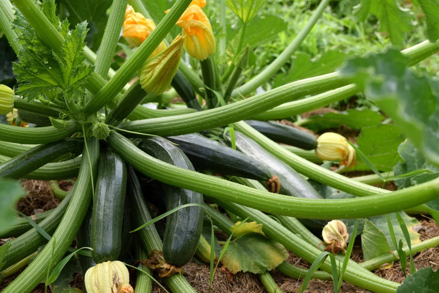 Black Beauty Zucchini Seeds - 10 Pack, Dark Green Summer Squash, Cucurbita pepo, Compact Bush Plant, Easy to Grow