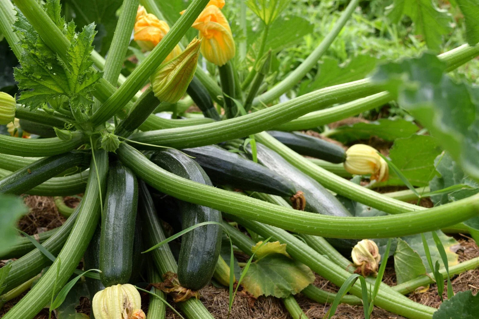 Black Beauty Zucchini Seeds - 10 Pack, Dark Green Summer Squash, Cucurbita pepo, Compact Bush Plant, Easy to Grow