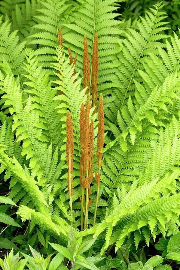 Cinnamon Fern Bare Root Plant | Hardy Perennial Fern for Shade Gardens | Osmunda cinnamomea