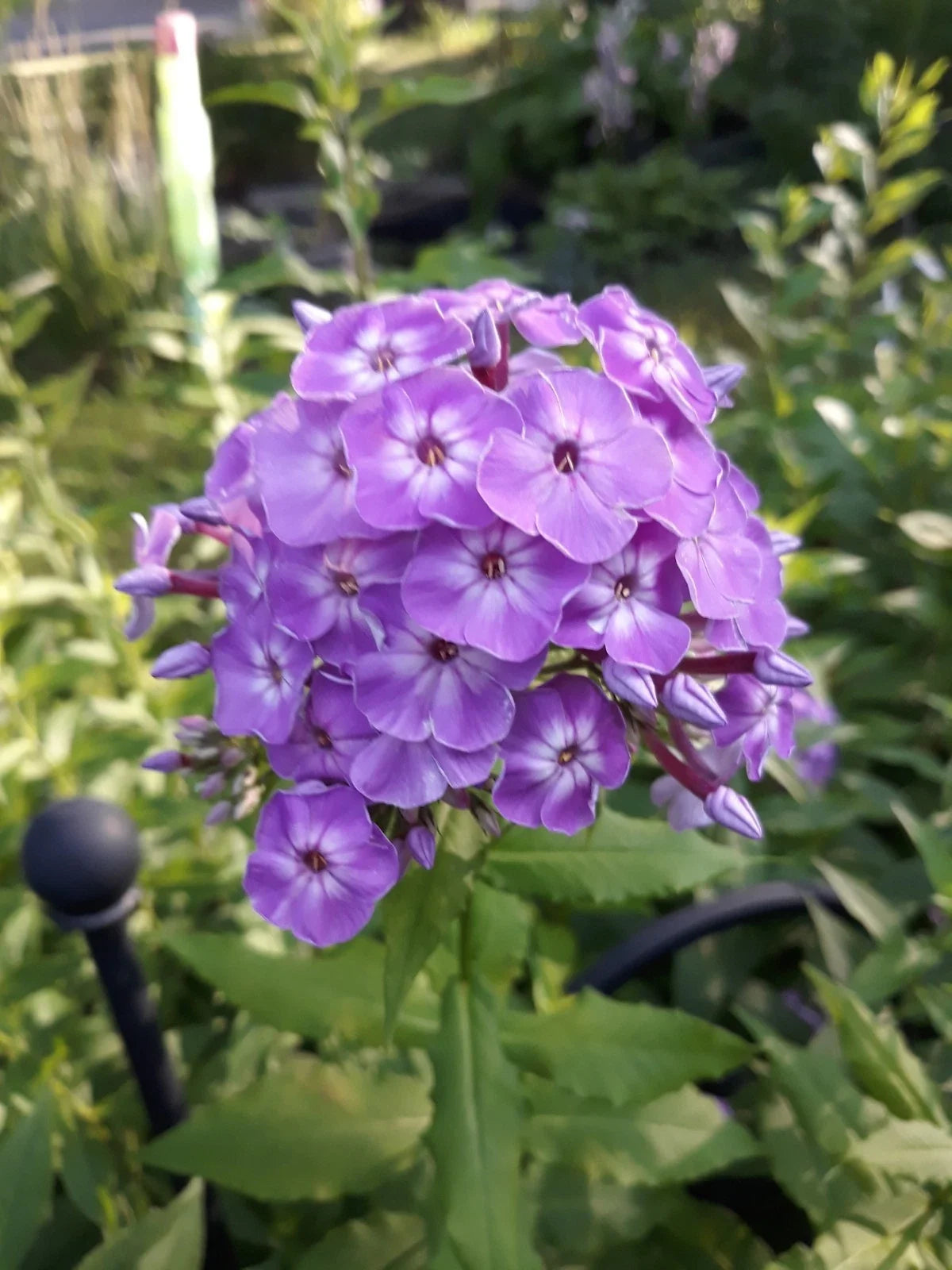 Pink Tall Phlox Roots – Phlox paniculata Perennial Flowers for Borders & Cut Flowers (3 Roots)