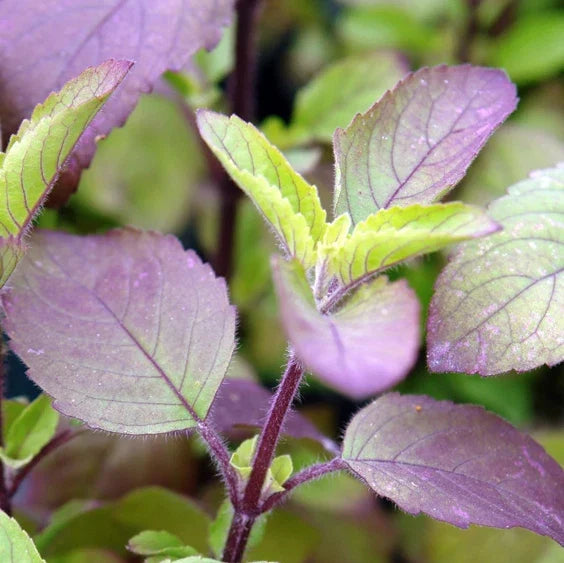 Red Leaf Holy Basil Seeds – Ocimum Sanctum Tenuiflorum Tulasi – Aromatic Culinary Herb for Garden & Indoor Planting