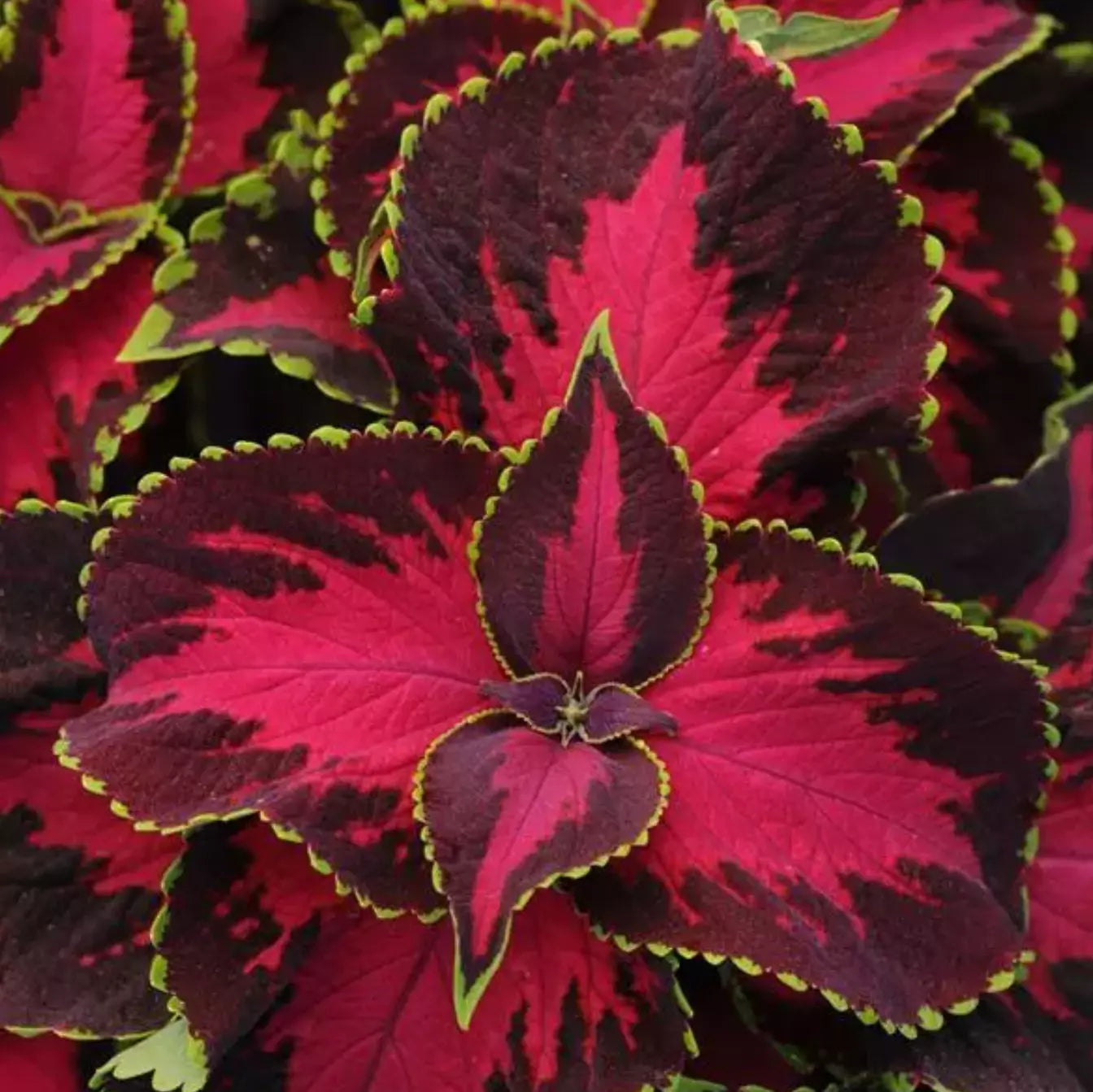 Coleus Plants Plugs 10 Pack Chocolate Covered Cherry Coleus blumei Shade-Tolerant Starter Plants