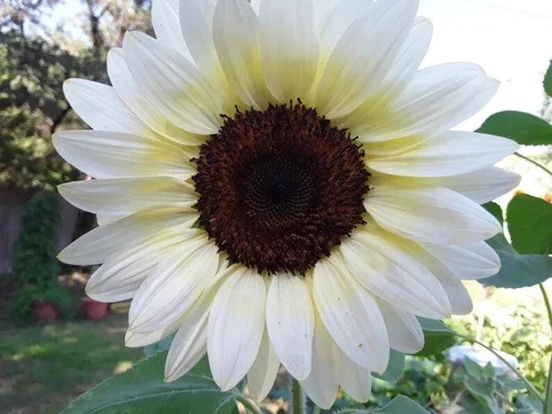 White Nite Sunflower Seeds - Organic Helianthus annuus for Garden, Borders, Containers, 20 Seeds, Non-GMO, USA Grown