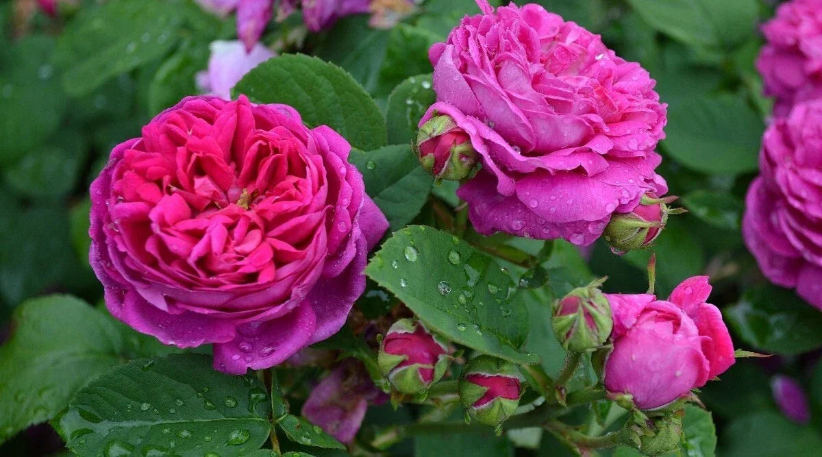 Scarlet Rose Bush Cuttings - 5+ Heirloom Rosa Multiflora Perennial Plants