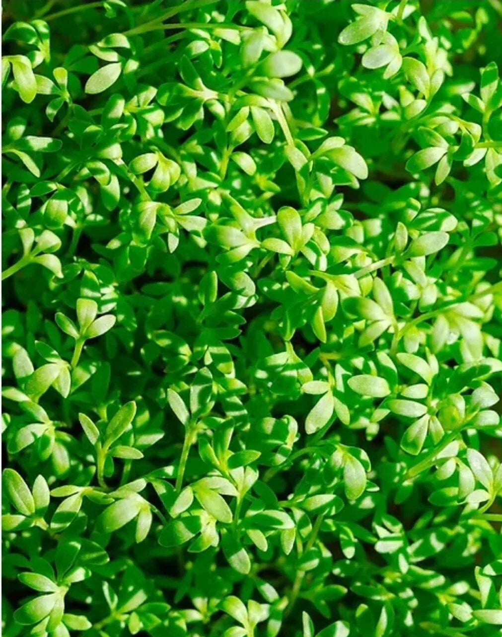 Curled Cress Seeds - 1000+ Organic Lepidium sativum for Indoor & Container Gardens