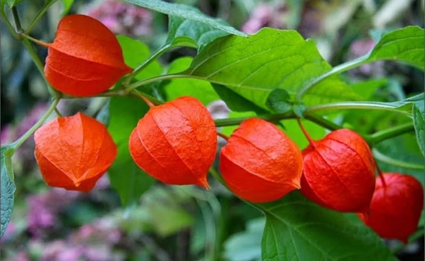 Rare Heirloom Chinese Lantern Seeds - Physalis alkekengi Seed Packet 10-100 for Garden, Decorative & Dried Arrangements