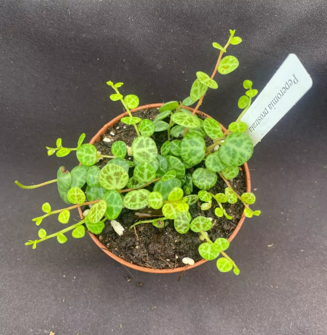 Peperomia prostrata String of Turtles Plant 3" Pot Rooted Houseplant, Trailing Indoor Plant, Exotic Foliage