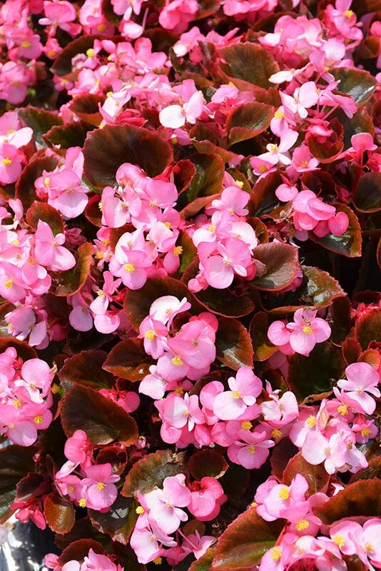 Begonia Seeds 1000 Count Cocktail Gin - Compact, Bushy, Vibrant Green & Colorful Blooms, Begonia spp.