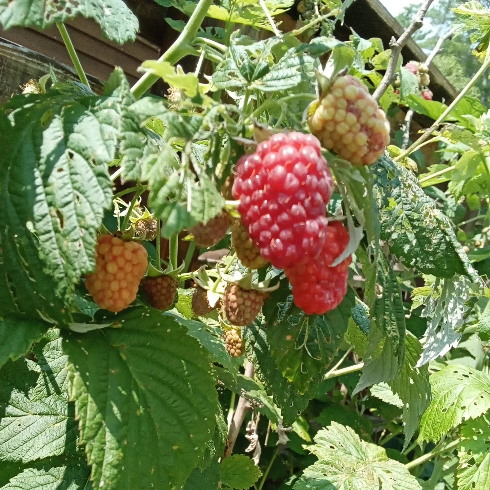 Thornless Raspberry Plants Bare Root 3 Pack – Large Juicy Berries Rubus idaeus 'Taylor' for Garden or Container