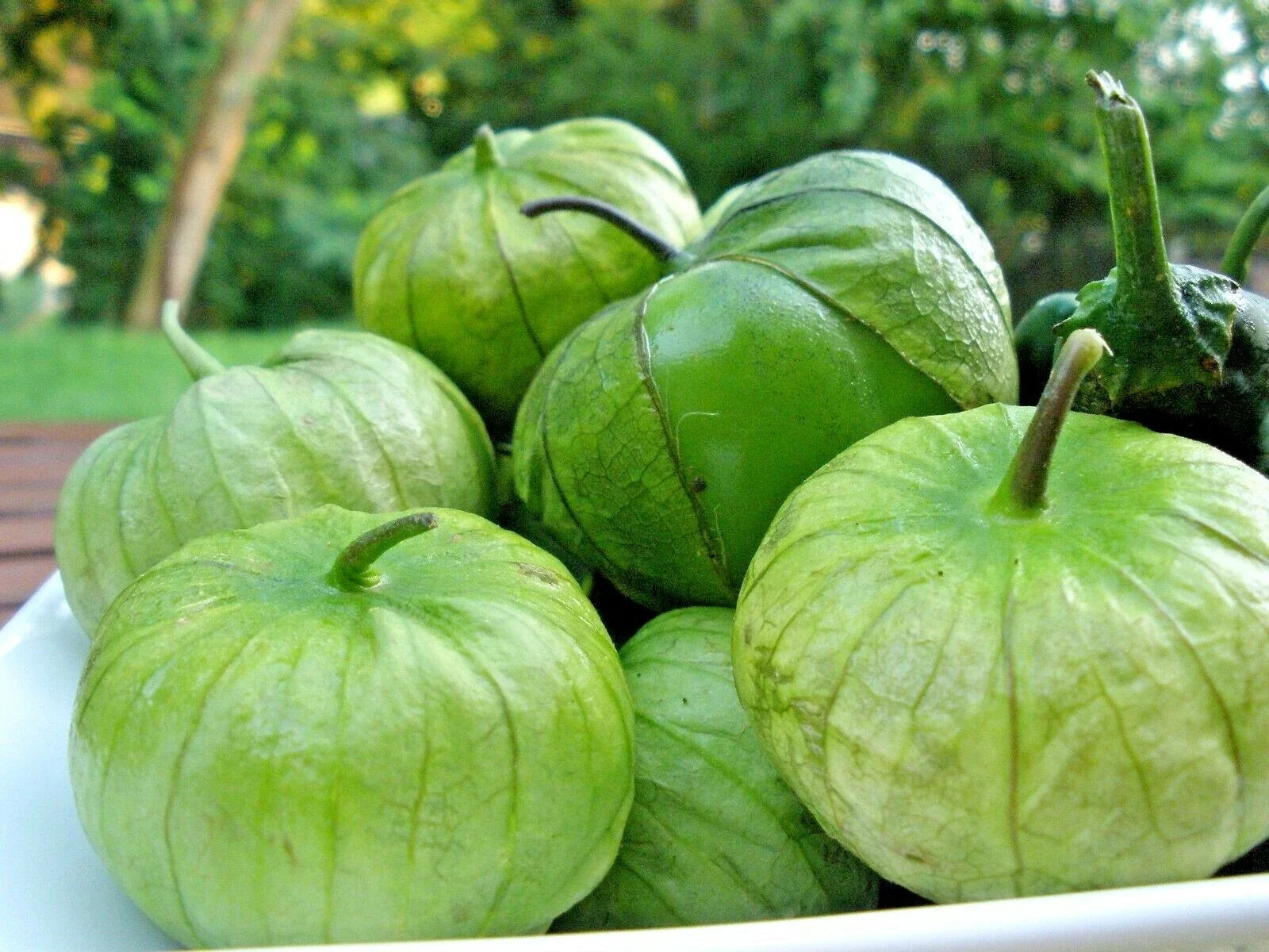Tomatillo Gigante Seeds – Organic Vegetable for Container Gardening – Physalis ixocarpa – Easy Grow Summer Crop