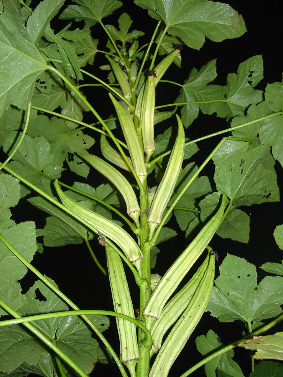 Okra Seeds Clemson Spineless Variety - 55 Seeds for Prolific Growth | GroCo