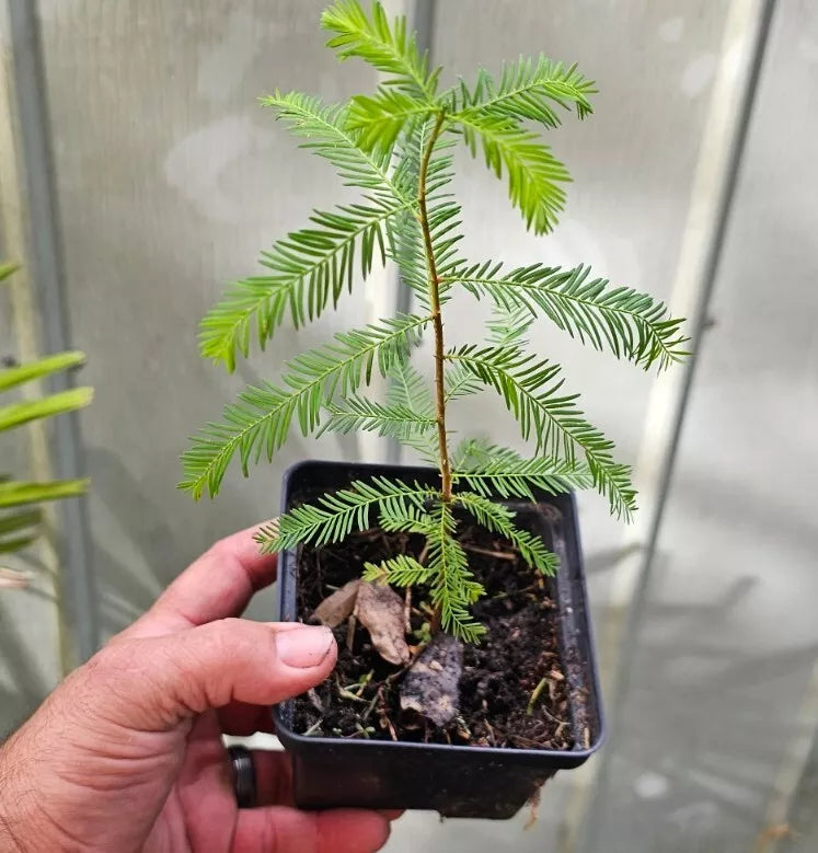 Bald Cypress Tree Seedlings 10-18" Bare Root Taxodium distichum for Garden Landscaping, Fast-Growing Outdoor Plants