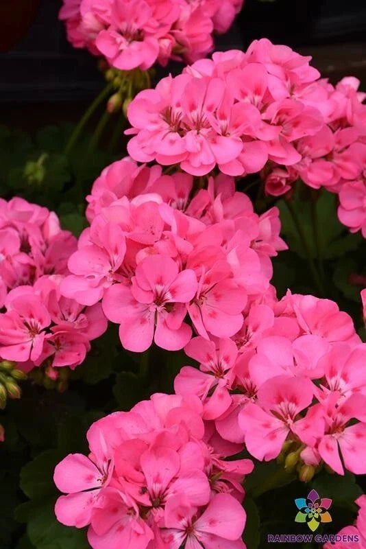 Patriot Tickled Pink Geranium Seeds - Pelargonium x hortorum - Bright Pink Blooms for Garden, Containers, Borders