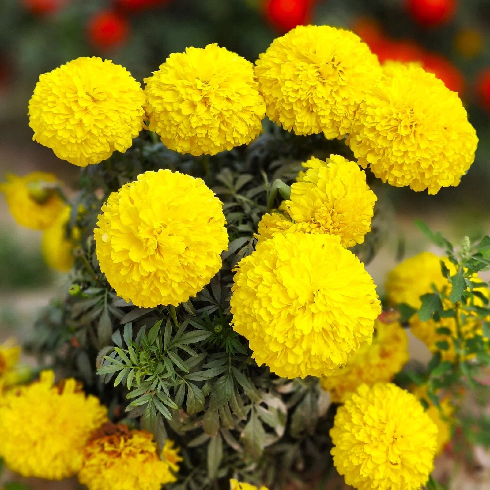 Yellow French Marigold Seeds - Dwarf Tagetes Patula for Garden, Container, Border Planting, 2025