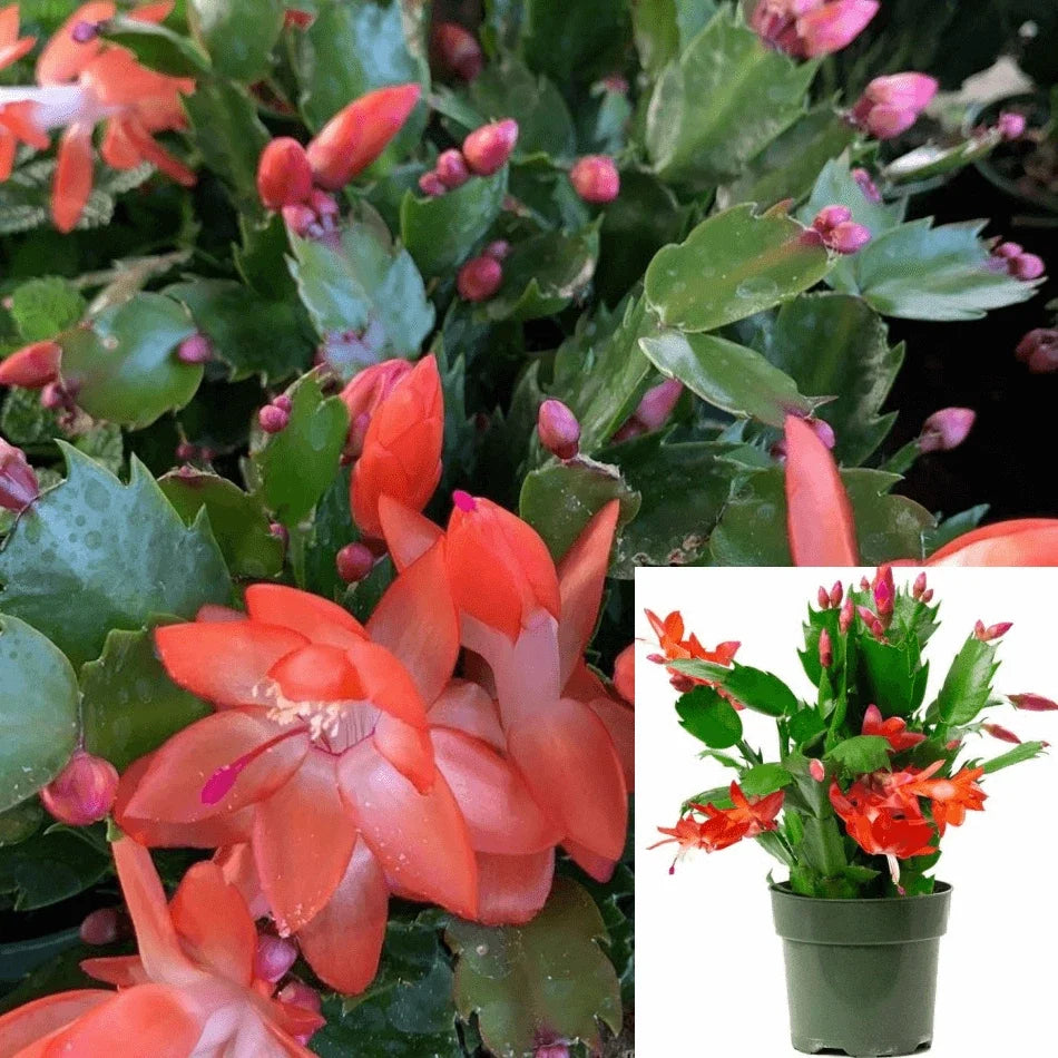 Christmas Cactus Live Plant in 4-Inch Pot, Schlumbergera bridgesii, Orange-Red Blooms, Indoor Succulent Decor