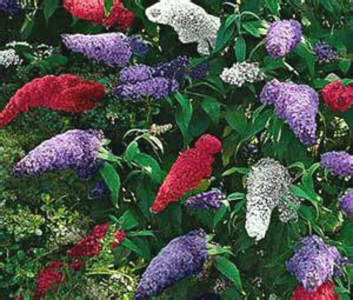 Butterfly Bush Seeds Mix - Multi-Color - 150 Seeds - Buddleja davidii - Attracts Pollinators, Full Sun, Low Maintenance