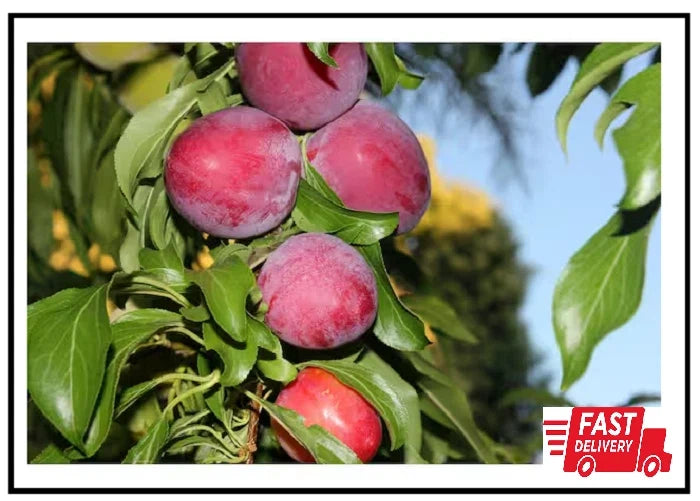 Dwarf Santa Rosa Plum Tree Bare Root - Compact Fruit Tree Prunus domestica 'Santa Rosa' for Small Gardens