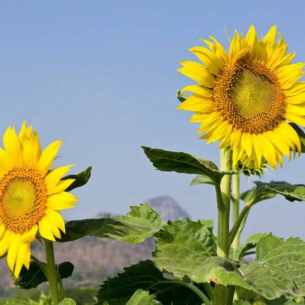 Mammoth Grey Stripe Sunflower Seeds 25 Ct - Heirloom Annual Helianthus annuus