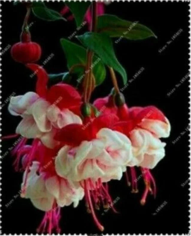 Fuchsia Seeds 50pcs for Potted Flowers & Bonsai Fuchsia spp. Garden Seeds