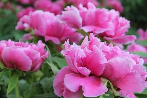 Peony Seeds 10 Pack, Garden Flower, Paeonia spp., Vibrant Blooms, Easy to Grow, USA Seller, Free Shipping