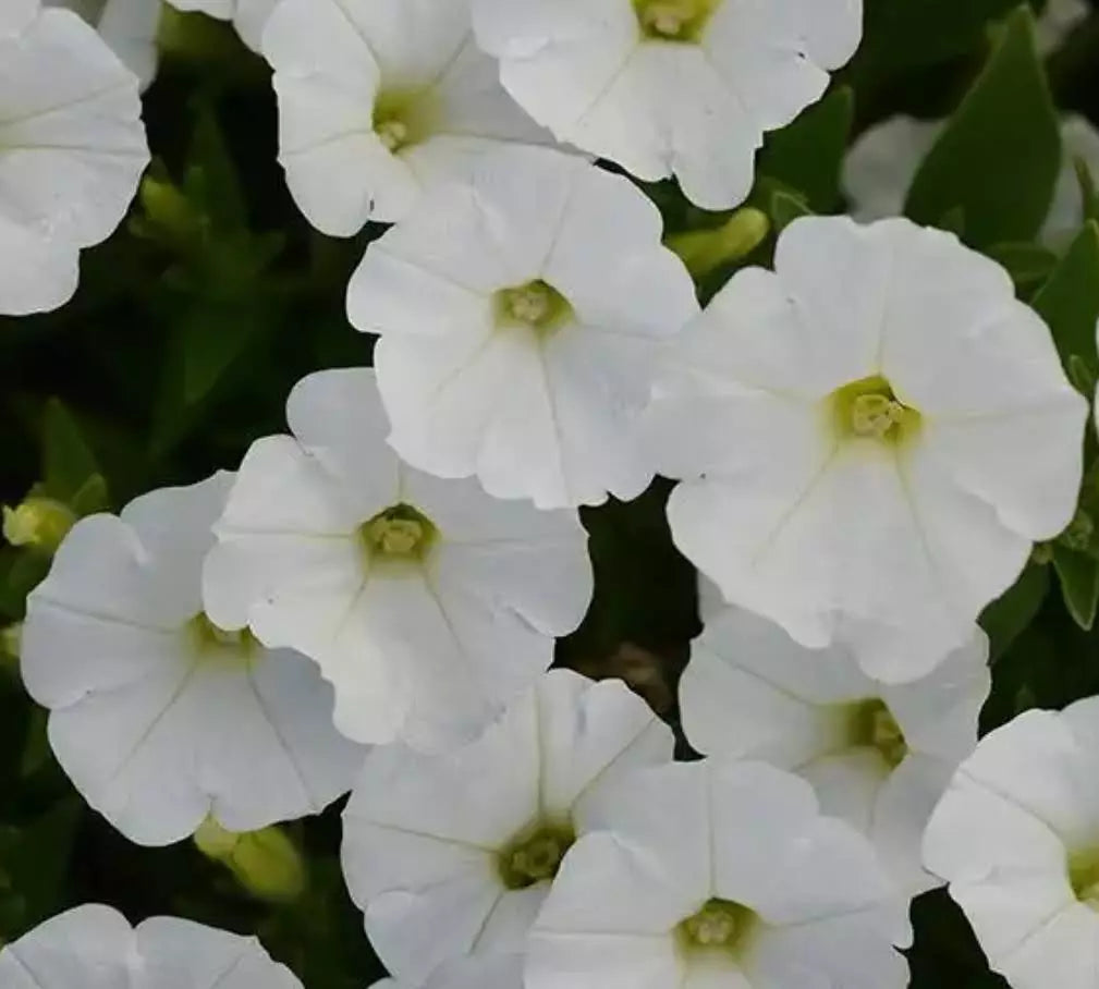 Petunia Shock Wave White Live Annual Plants Plugs - 10 Count, Compact Petunia x hybrida Flowers for Garden & Containers