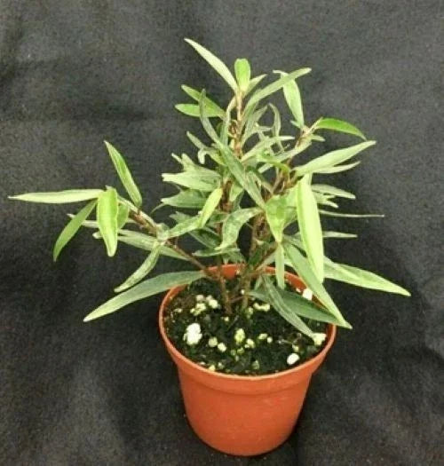 Willow Leaf Ficus Plant in 3" Pot, Ficus salicifolia, Indoor Houseplant, Low Maintenance, Air-Purifying