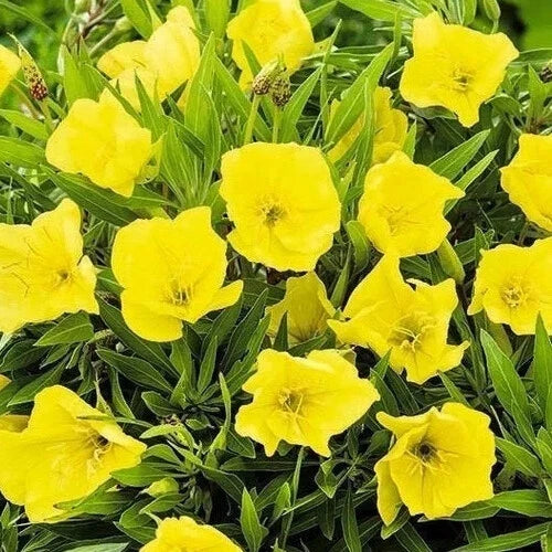 Missouri Yellow Primrose Seeds | 50-1000 Pack | Vibrant Oenothera macrocarpa Flower Seeds for Pollinators