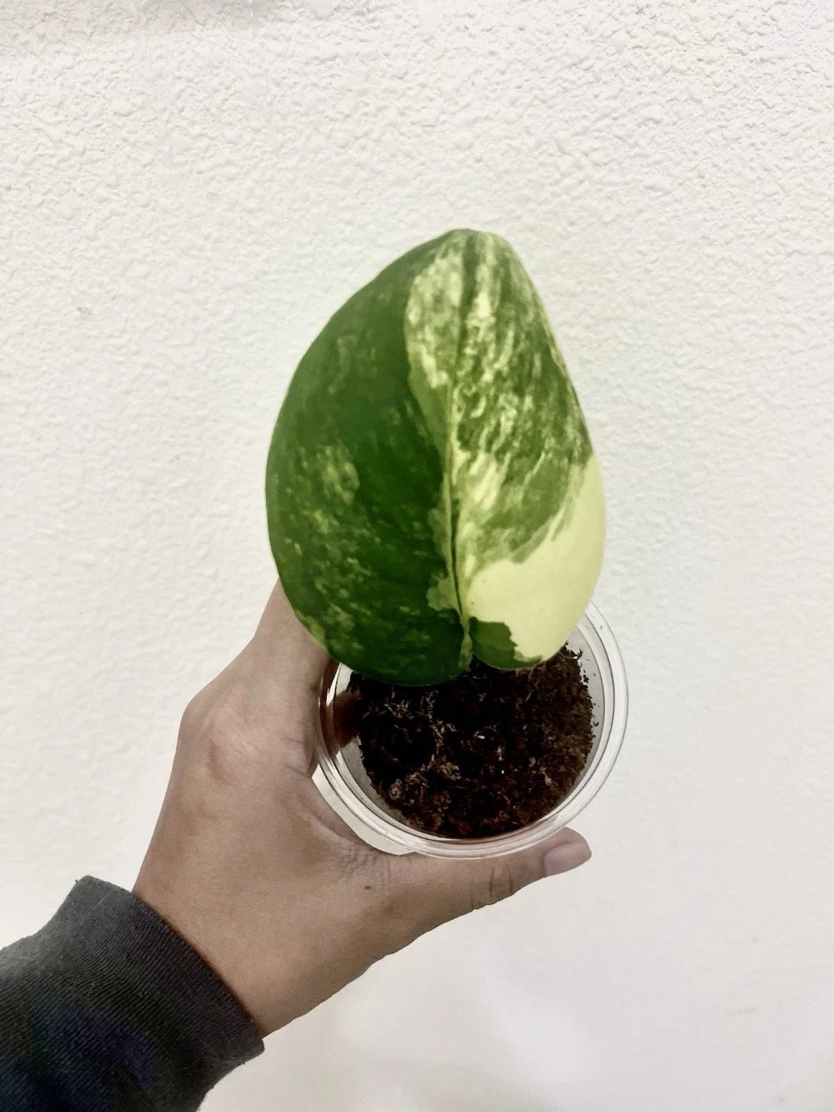 Variegated Scindapsus Jade Satin Aurea Plant – Rooted Indoor Houseplant with Multiple Nodes, Trailing Vine, Easy Care, Air-Purifying