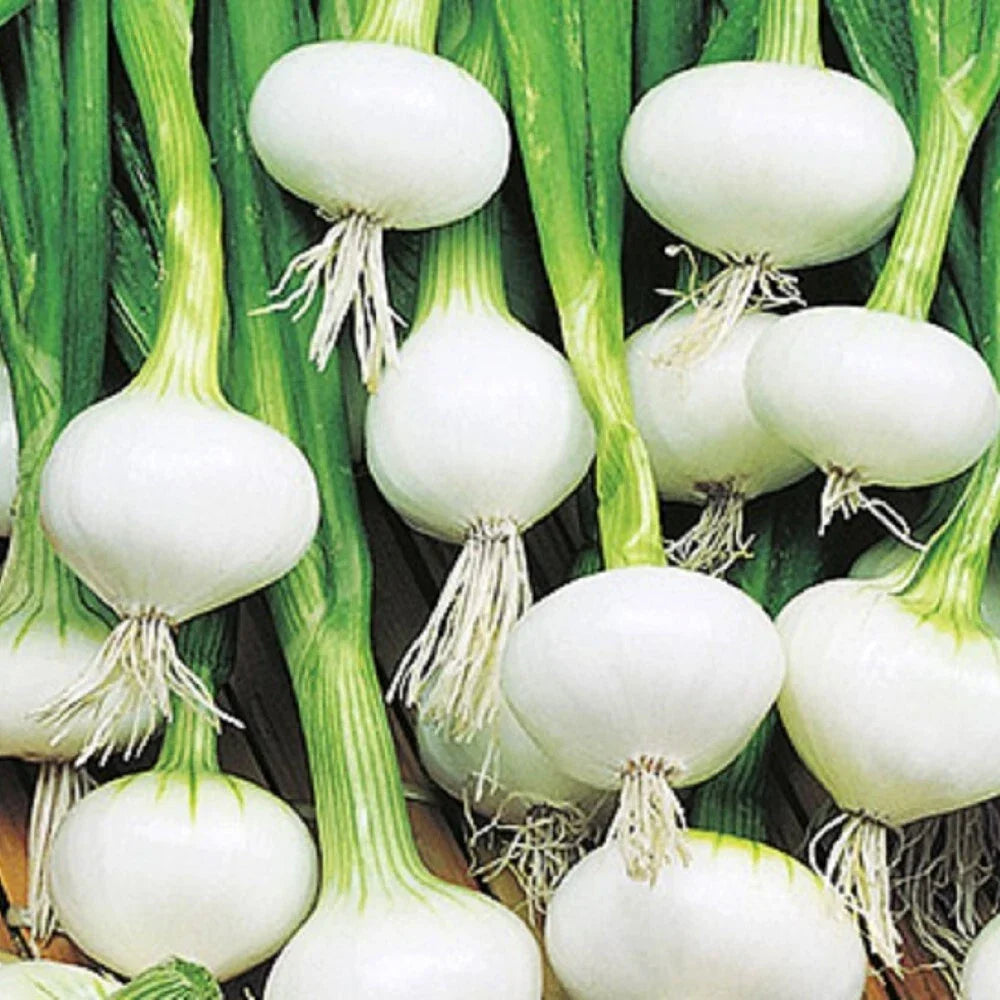 Barletta Onion Seeds | NON-GMO Heirloom Allium cepa | Sweet, Mild Flavor