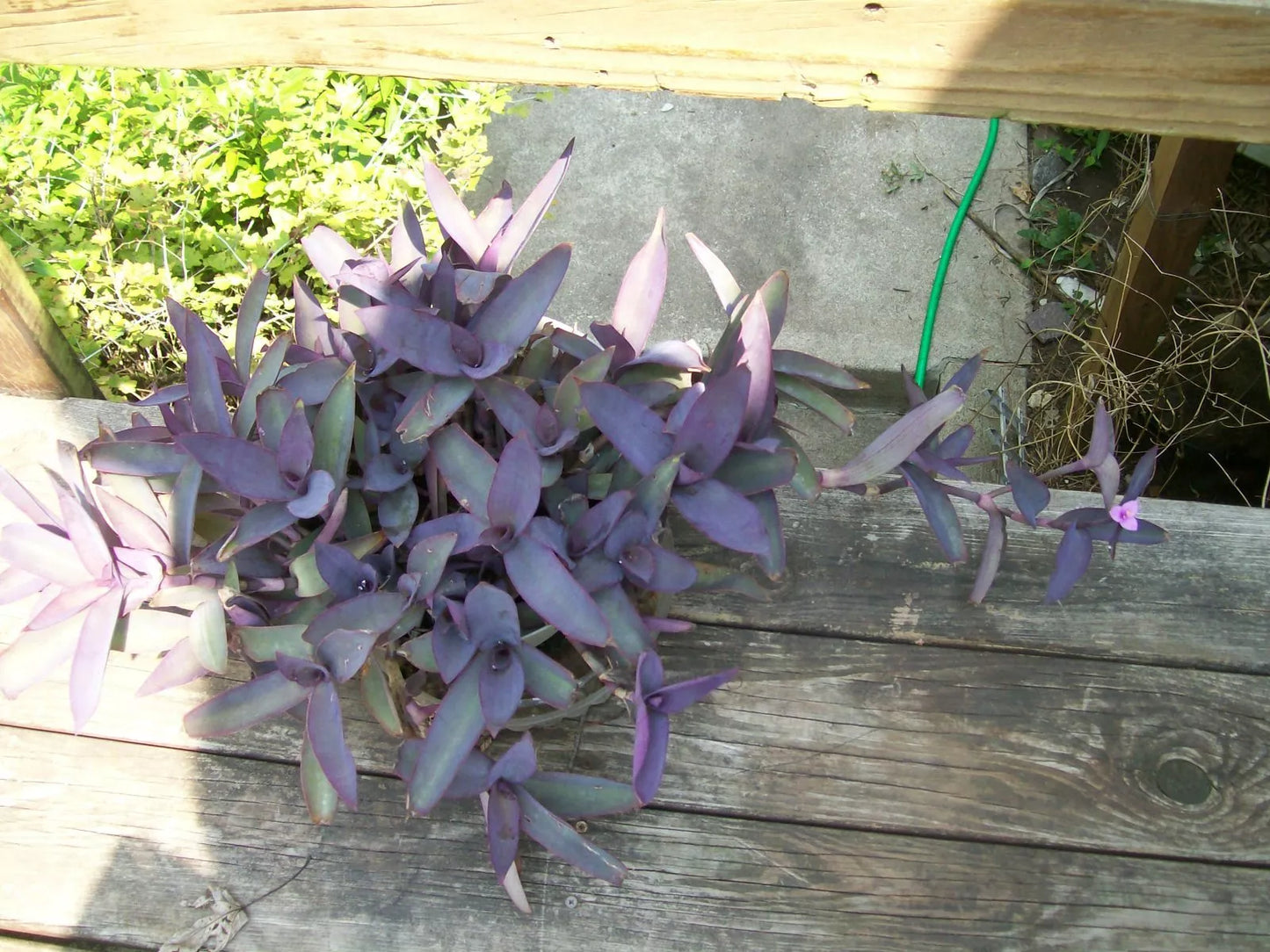Purple Heart Wandering Jew Cuttings Set of 3 | Not Rooted Tradescantia pallida for Hanging Baskets & Gardens