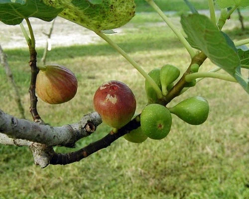 Brown Turkey Fig Plant - 3" Rooted Ficus carica for Indoor & Outdoor Gardening