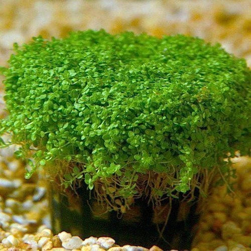 Dwarf Baby Tears Live Aquarium Plant - Hemianthus Callitrichoides Easy Care