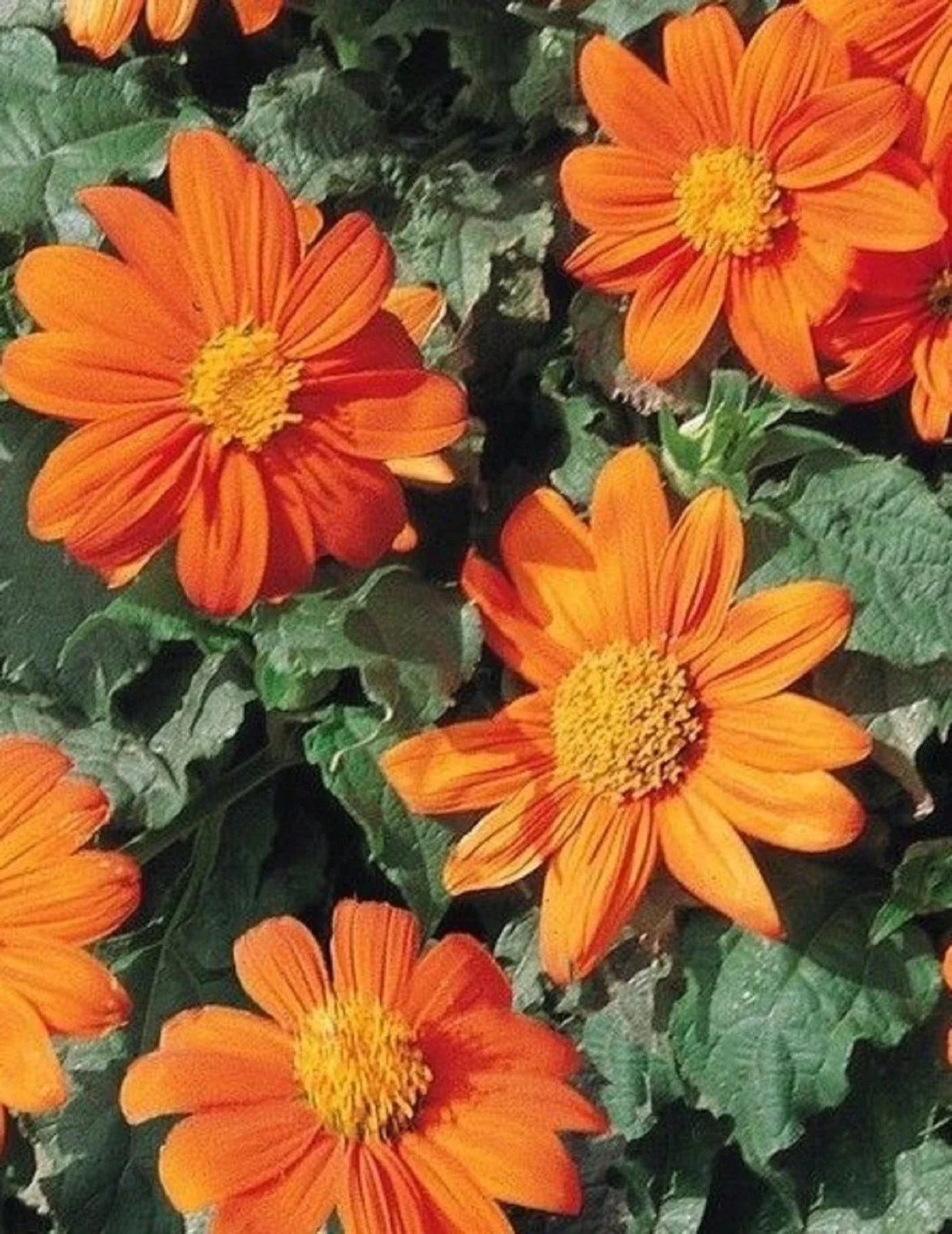 Mexican Sunflower Seeds Pack – Bright Orange Blooms – Tithonia rotundifolia – Over 80 Seeds for Garden, Borders & Containers