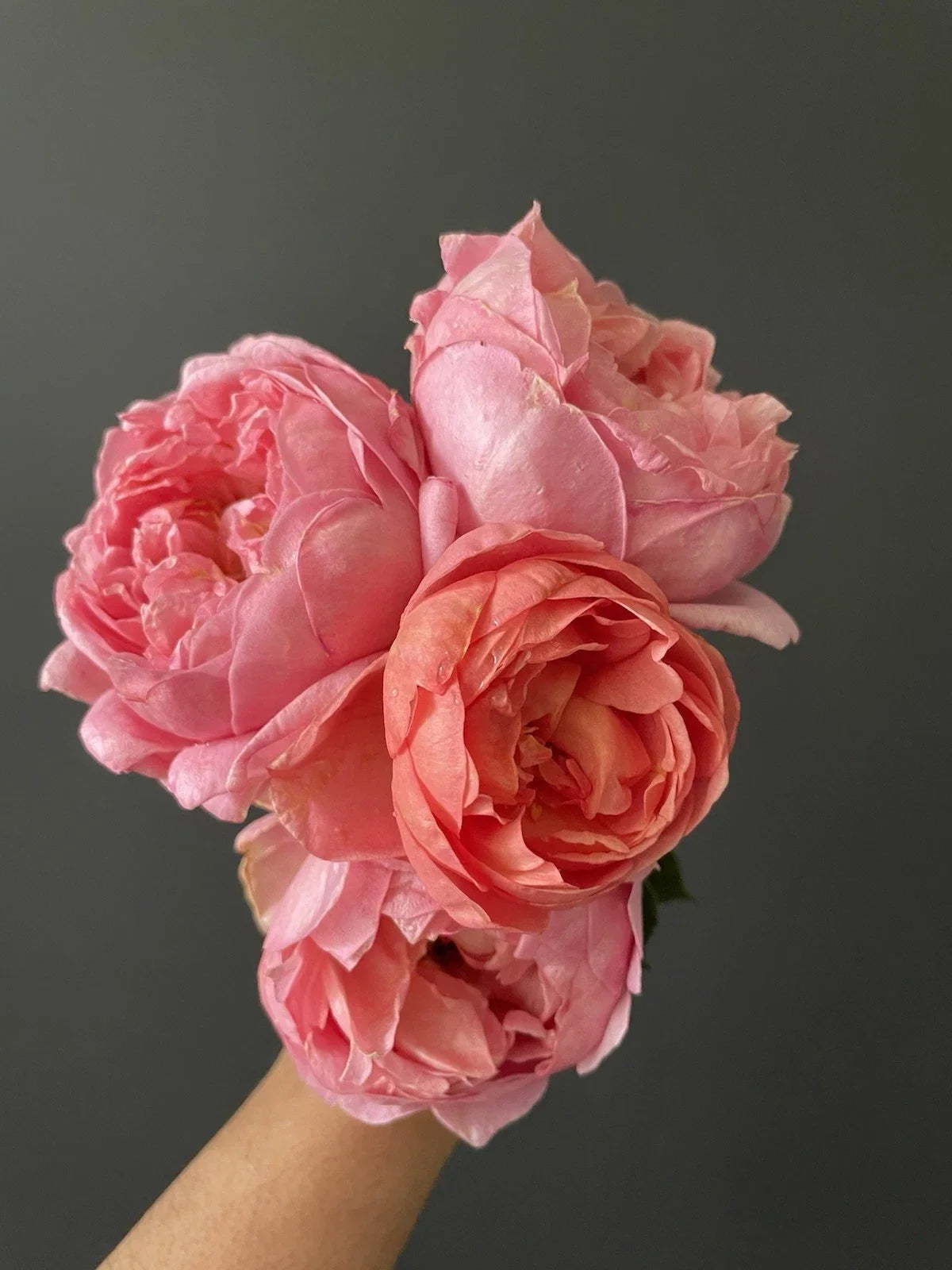 Sweet Mademoiselle Rose Plant Cuttings - 6" Unrooted Propagation Material Rosa 'Sweet Mademoiselle'