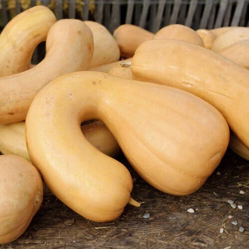 Tahitian Butternut Squash Seeds – Heirloom Cucurbita moschata, 25 Pack, Garden Planting, USA Grown