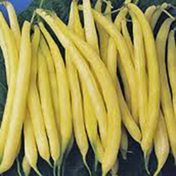 Golden Wax Bean Seeds - Non-GMO Bush Beans for Organic Gardening, 500+ Seeds, Phaseolus vulgaris
