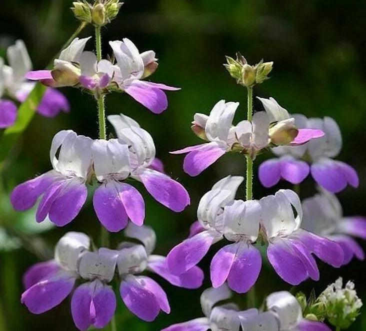 Chinese Houses Flower Seeds - Collinsia heterophylla - 1000+ Annual Seeds for Bees & Butterflies